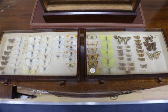 A collectors chest containing moth specimens, height 42cm width 38cm